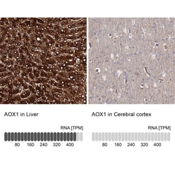 Aldehyde Oxidase 1/AOX1 Antibody, Novus Biologicals 0.1mL; Unlabeled:Antibodies,